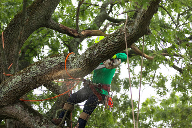 Trusted Edgewood, NM Tree Care Experts